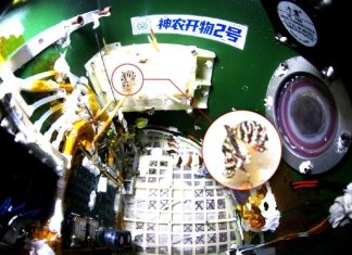 На китайской космической станции «Тяньгун» вывели бабочку в условиях невесомости