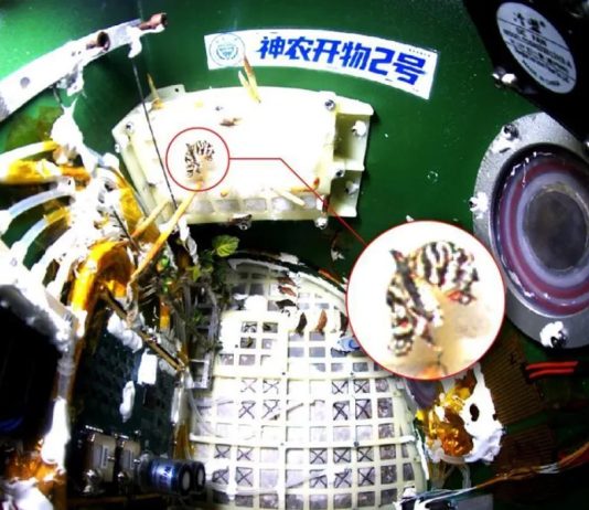 На китайской космической станции «Тяньгун» вывели бабочку в условиях невесомости