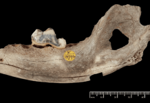 Собаки сопровождают человека уже 14 тысяч лет
