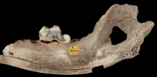 Собаки сопровождают человека уже 14 тысяч лет