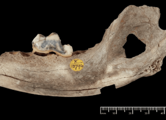 Собаки сопровождают человека уже 14 тысяч лет