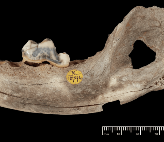 Собаки сопровождают человека уже 14 тысяч лет